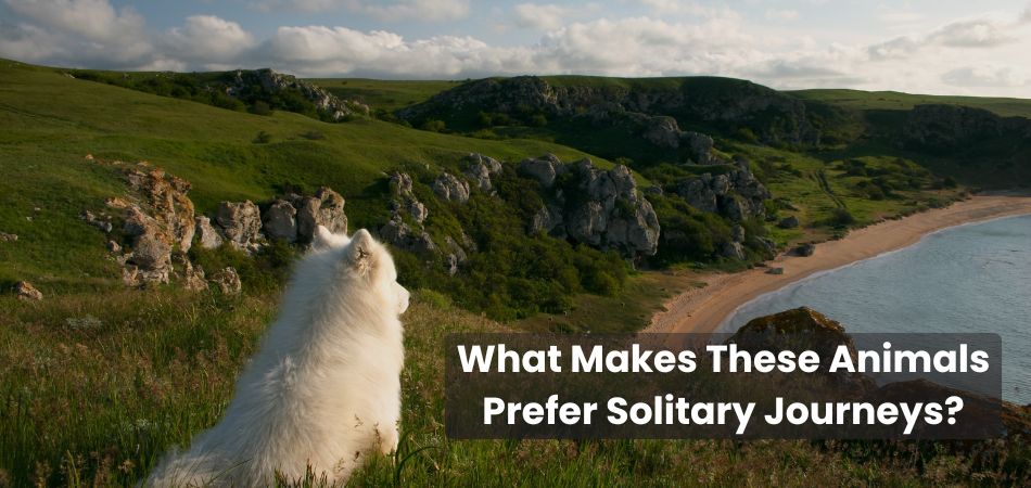 What Makes These Animals Prefer Solitary Journeys