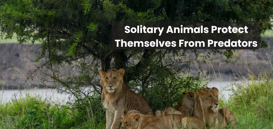 How Do Solitary Animals Protect Themselves From Predators