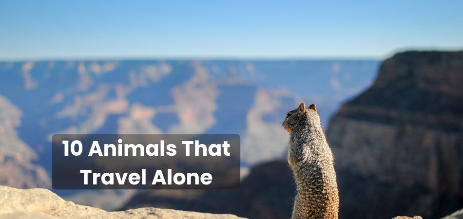 10 Animals That Travel Alone